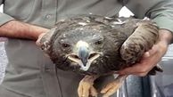 نجات یک  عقاب از مرگ در خاتم یزد + عکس