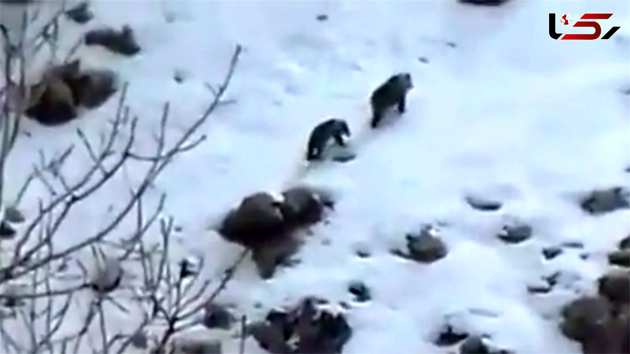 فیلم  دیدنی از 2 خرس ایرانی در کوه سفید 