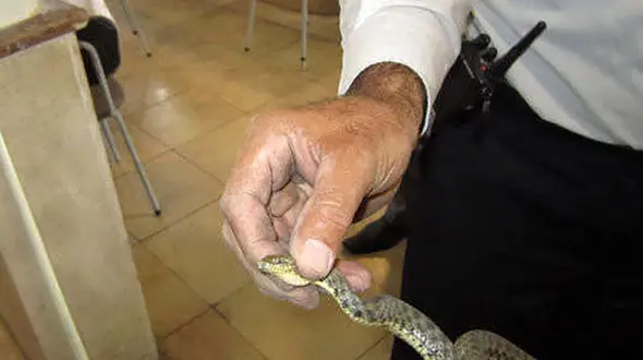 مرگ 3 کودک با نیش زدن مار  + فیلم زنده گیری یک مار سیاه در شهر مگس