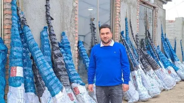 پردرآمدترین درختان میوه برای کشاورزان کدامند