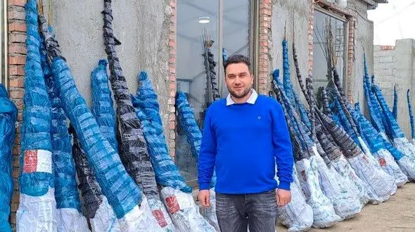 پردرآمدترین درختان میوه برای کشاورزان کدامند