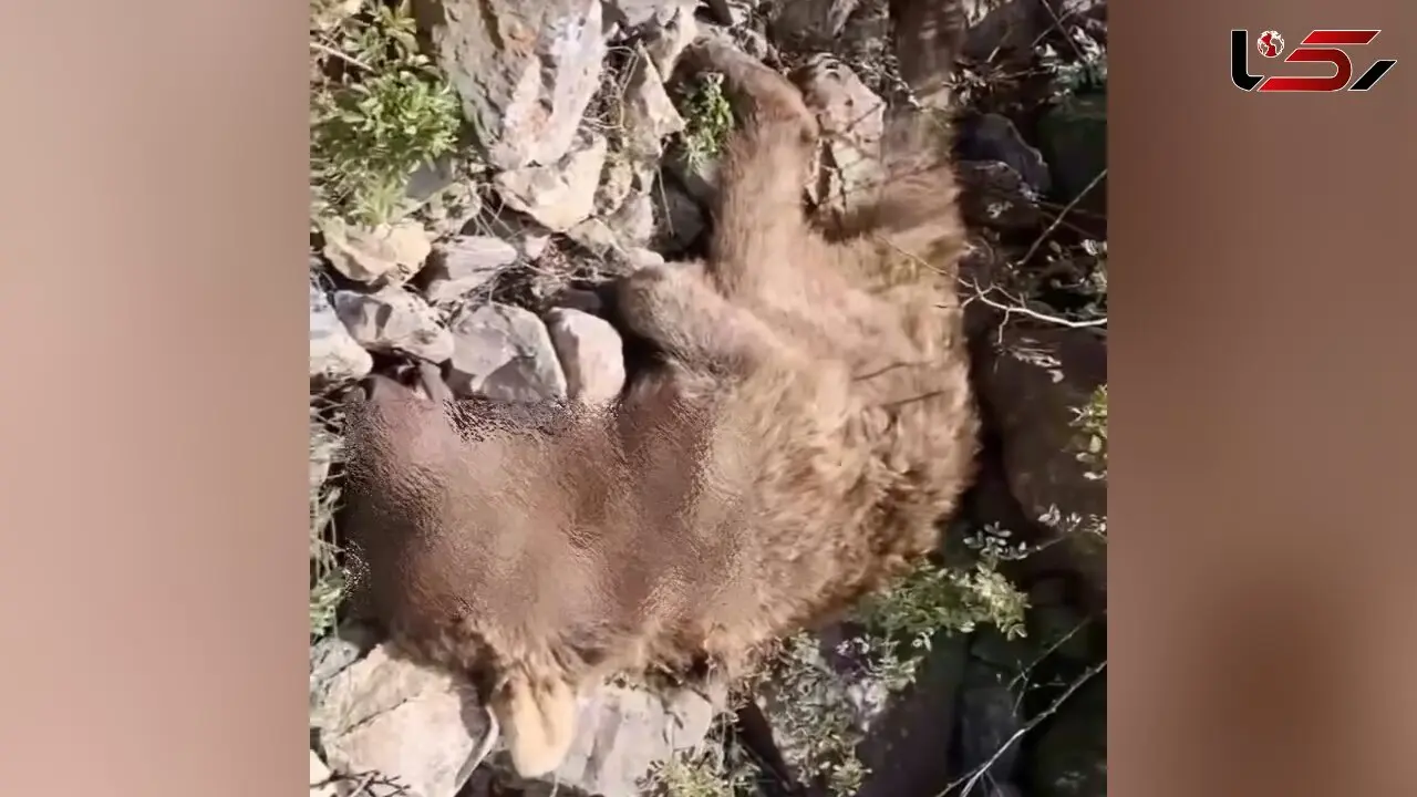 فیلم صحنه‌ دلخراش جان دادن  خرس مادر در برابر چشمان توله‌هایش در ایران / محیط بان جگرسوخته منتشر کرد