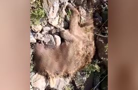 فیلم صحنه‌ دلخراش جان دادن  خرس مادر در برابر چشمان توله‌هایش در ایران / محیط بان جگرسوخته منتشر کرد