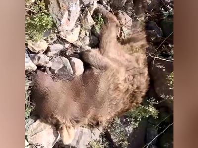 فیلم صحنه‌ دلخراش جان دادن  خرس مادر در برابر چشمان توله‌هایش در ایران / محیط بان جگرسوخته منتشر کرد