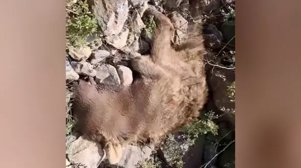 فیلم صحنه‌ دلخراش جان دادن  خرس مادر در برابر چشمان توله‌هایش در ایران / محیط بان جگرسوخته منتشر کرد