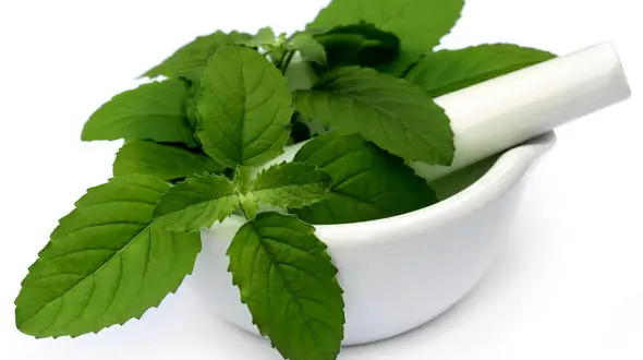 تاثیرات  ریحان در بهبود رفلاکس معده