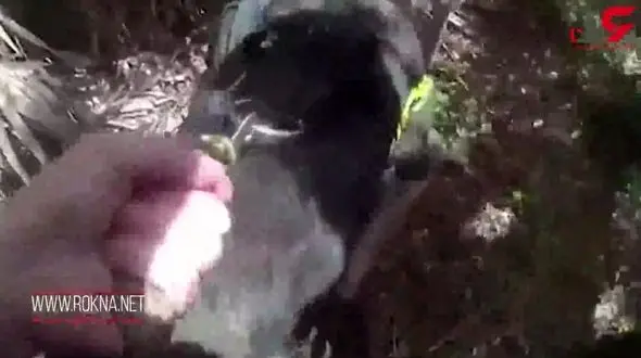 سگ پلیس کودک ربای آشنا را در جنگل به دام انداخت + فیلم