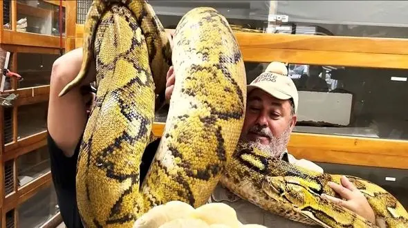  فرآوری مار پیتون؛ مار کلفت رو پرورش میدن تا برسه به جفت گیری بعد با تخمش نیمرو میزنن 