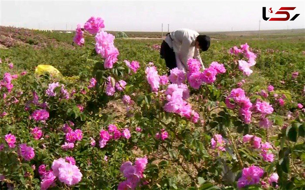 آغاز برداشت گل محمدی از گلستان‌های گل محمدی شهرستان گناباد