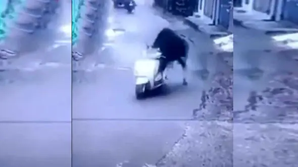 سرقت یک موتور توسط یک گاو در هند!