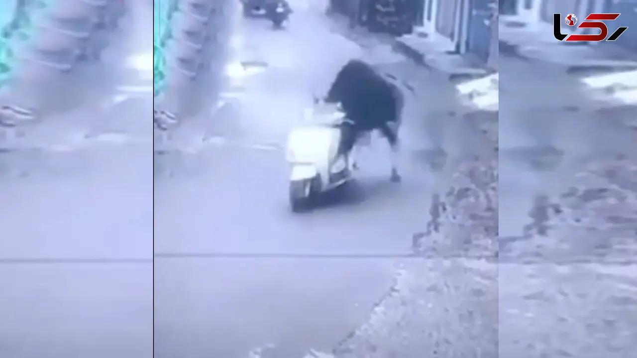 سرقت یک موتور توسط یک گاو در هند!