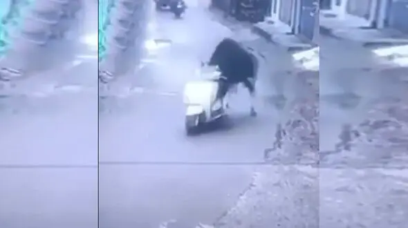 سرقت یک موتور توسط یک گاو در هند!