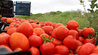 جاسازی نوشابه انرژی‌زا در بار گوجه فرنگی/ در بوشهر رخ داد