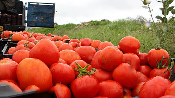 گوجه های صادراتی از ایران به عراق برگشت خورد / محصولات بی کیفیت بودند