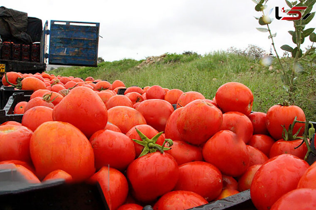 قاچاقچی گوجه فرنگی در کردستان جریمه میلیاردی شد 