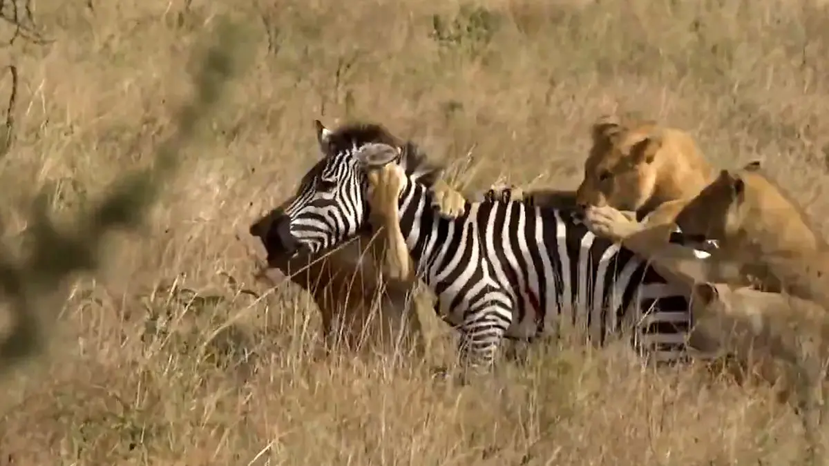 فیلم حمله گروهی شیرهای ماده به گورخر تنها