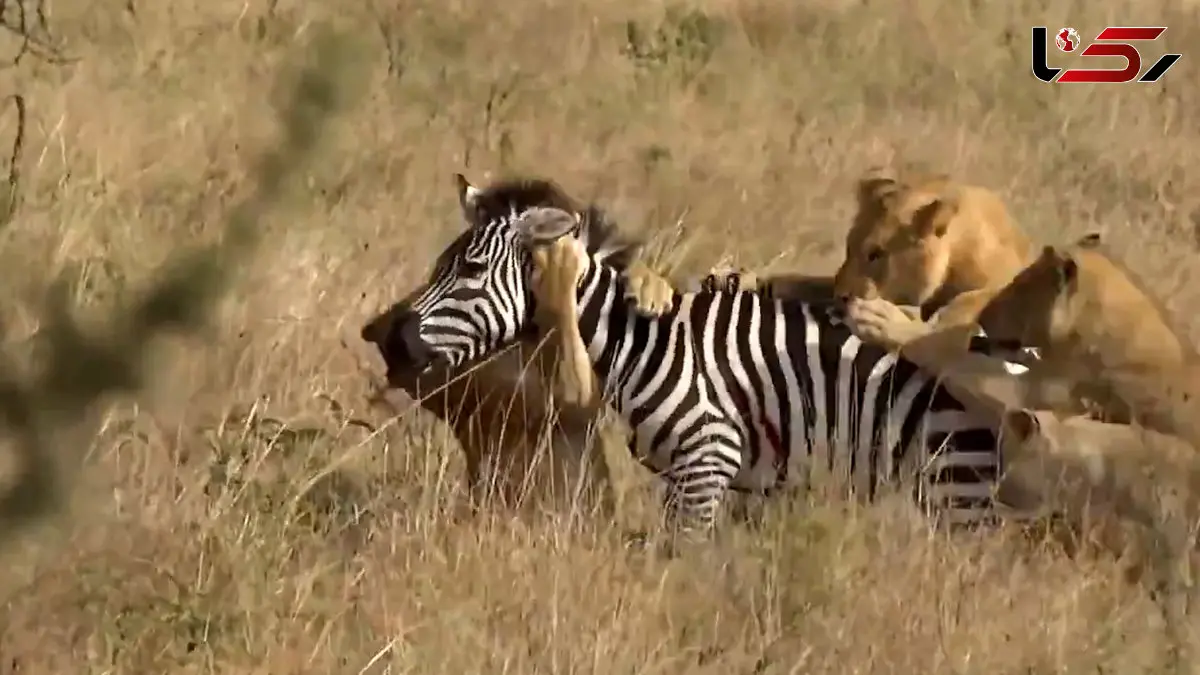 فیلم حمله گروهی شیرهای ماده به گورخر تنها