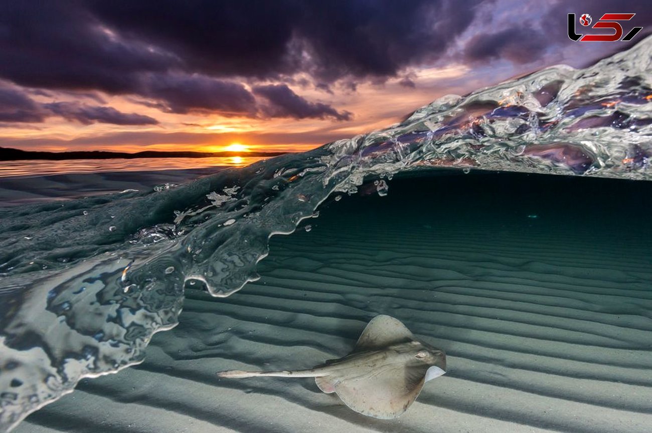 کلوزآپی از سفره ماهی در ساحل استرالیا