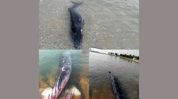 نجات بچه نهنگ توسط پرسنل هتل در عسلویه+ عکس