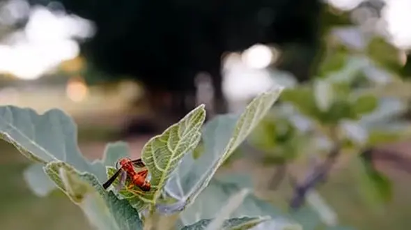 می دانید در هر دانه انجیری که می خوریم چند زنبور هست؟