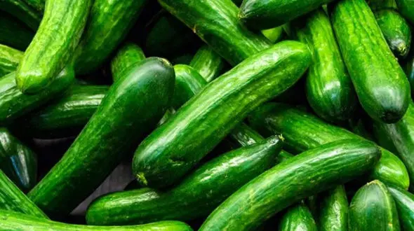 ویروس خیار دستاورد مقابله با 3 درد بی درمان است 