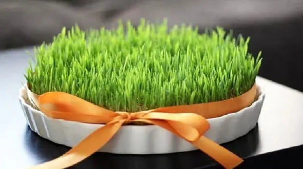 بهترین زمان کاشت سبزه عید 