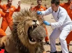 شیر و جوجه تیغی: داستان حیرت‌ انگیز حیات وحش مصنوعی