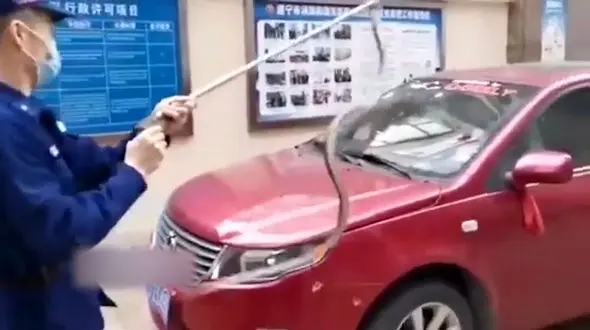 واکنش راننده پس از ظاهر شدن مار روی شیشه خودرویش! + فیلم