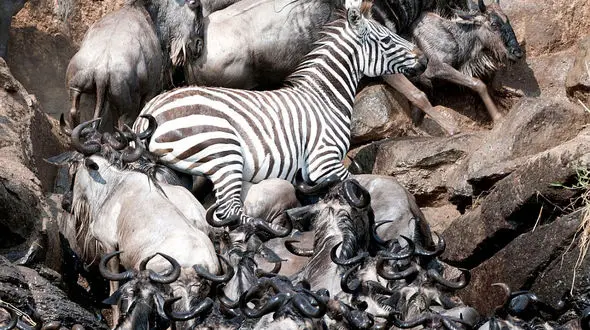 آمار تکان دهنده گورخرهای قربانی+ تصاویر