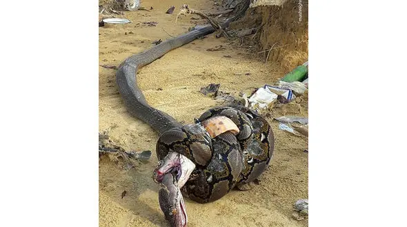 تصویر جدال مرگبار مار کبری و پیتون +عکس
