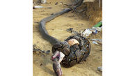 تصویر جدال مرگبار مار کبری و پیتون +عکس
