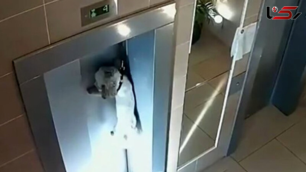 ببینید / گیر کردن دلخراش یک سگ بین درهای آسانسور + فیلم