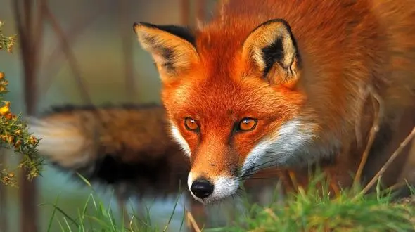 این 4 حیوان مخزن ویروس هاری هستند