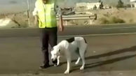 فیلم دیدنی از جان فشانی مامور پلیس برای نجات سگ در اتوبان / انسانیت زیباست