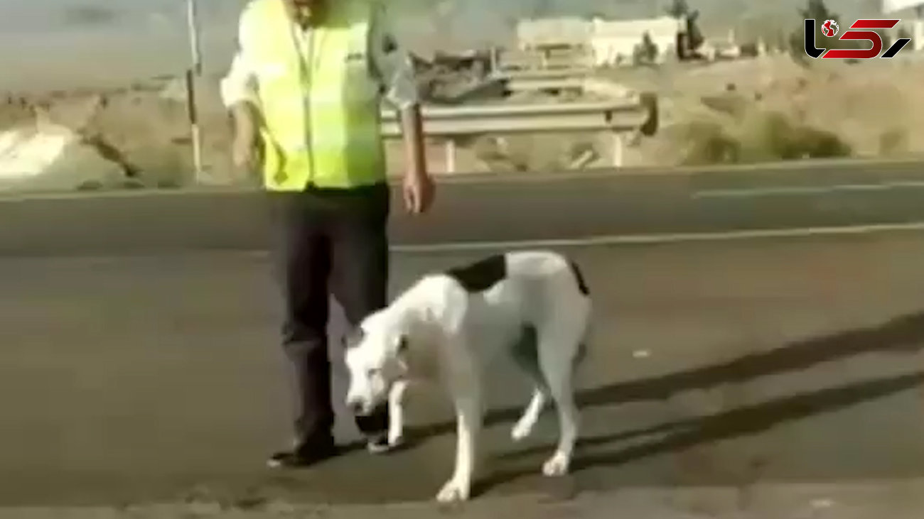 فیلم دیدنی از جان فشانی مامور پلیس برای نجات سگ در اتوبان / انسانیت زیباست