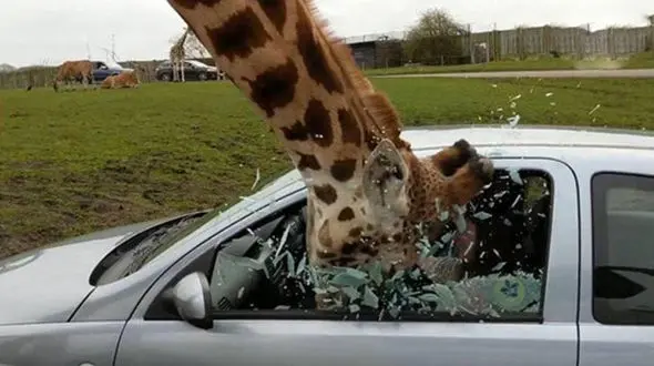 عکس هایی که با دیدنشان حتما فریاد می‌کشید + تصاویر 