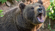 دردسر حمله خرس به خانه یک مرد تنها + فیلم 