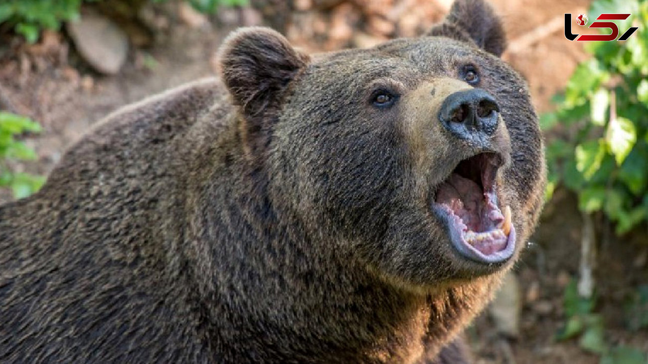 حمله خرس به یک جوان در ارتفاعات دینارکوه آبدانان