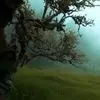 چهره های آرامش طبیعت