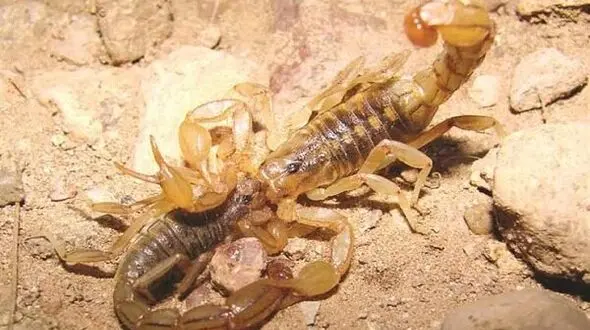 جولان مار و عقرب های کشنده در جنوب مصر