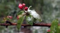 خسارت ۲۰ درصدی سرما به مزارع لرستان/ ۱۲ هزار و ۸۰۰ هکتار از باغات استان آسیب دیدند