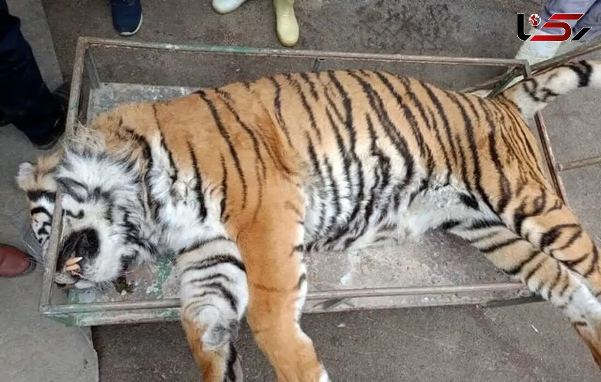 تلف شدن ببر «ونداد» در سافاری الیمالات / علت مرگ در دست بررسی