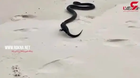 شکار مارمولک توسط مار+فیلم