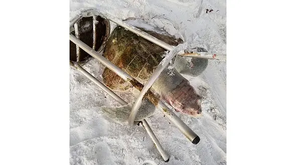 صحنه غم انگیز / لاک پشت دریایی کمیاب درون یک صندلی گیر کرد و با رنج زیاد کشته شد+تصاویر