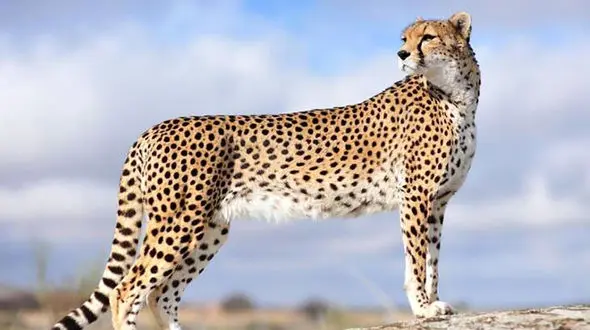 یوزپلنگ ایرانی زیر سایه سیگاری شدن ! / نمادها را به زیر نکشید !