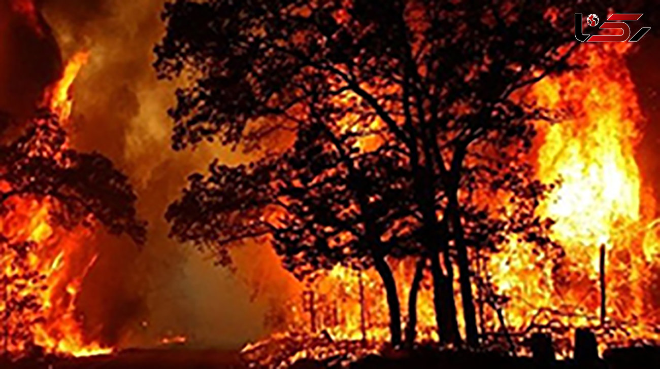 جزئیات آتش‌سوزی در بوستان جنگلی چیتگر تهران