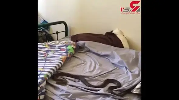 مهمان ناخوانده تختخواب این مرد او را فراری داد + فیلم