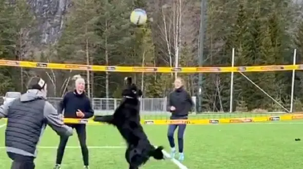 سگ والیبالیست که جنجال کرد! + فیلم