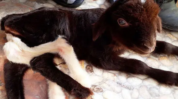 تصاویری از تولد موجودی عجیب و غریب درلرستان