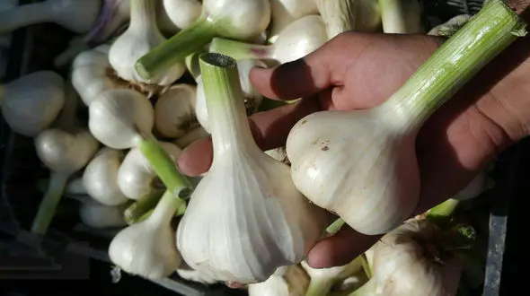 چه کسانی سیر نباید بخورند؟